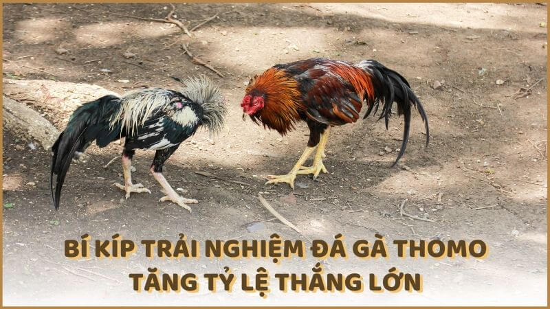 Bí kíp trải nghiệm đá gà Thomo tăng tỷ lệ thắng lớn