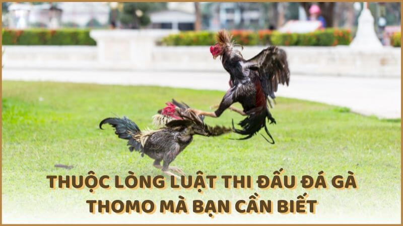 Thuộc lòng luật thi đấu đá gà Thomo mà bạn cần biết